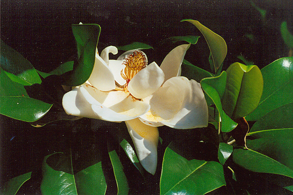 Magnolia