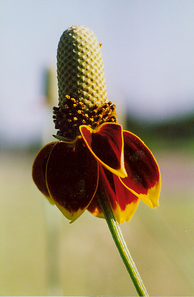 Mexican Hat