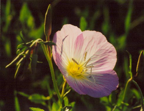 Showy Primrose