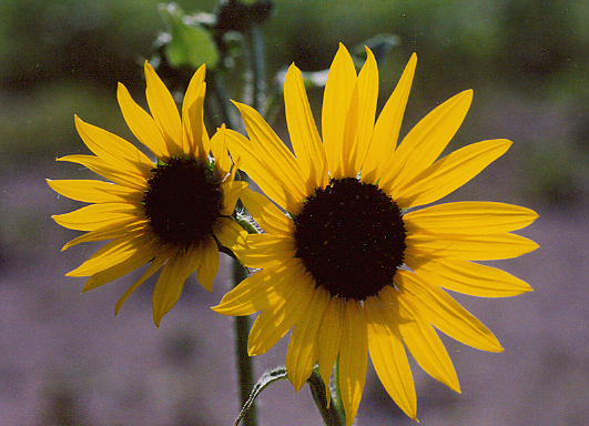 Sunflower #1