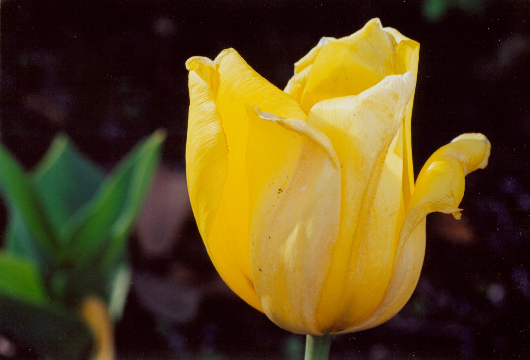 Tulip